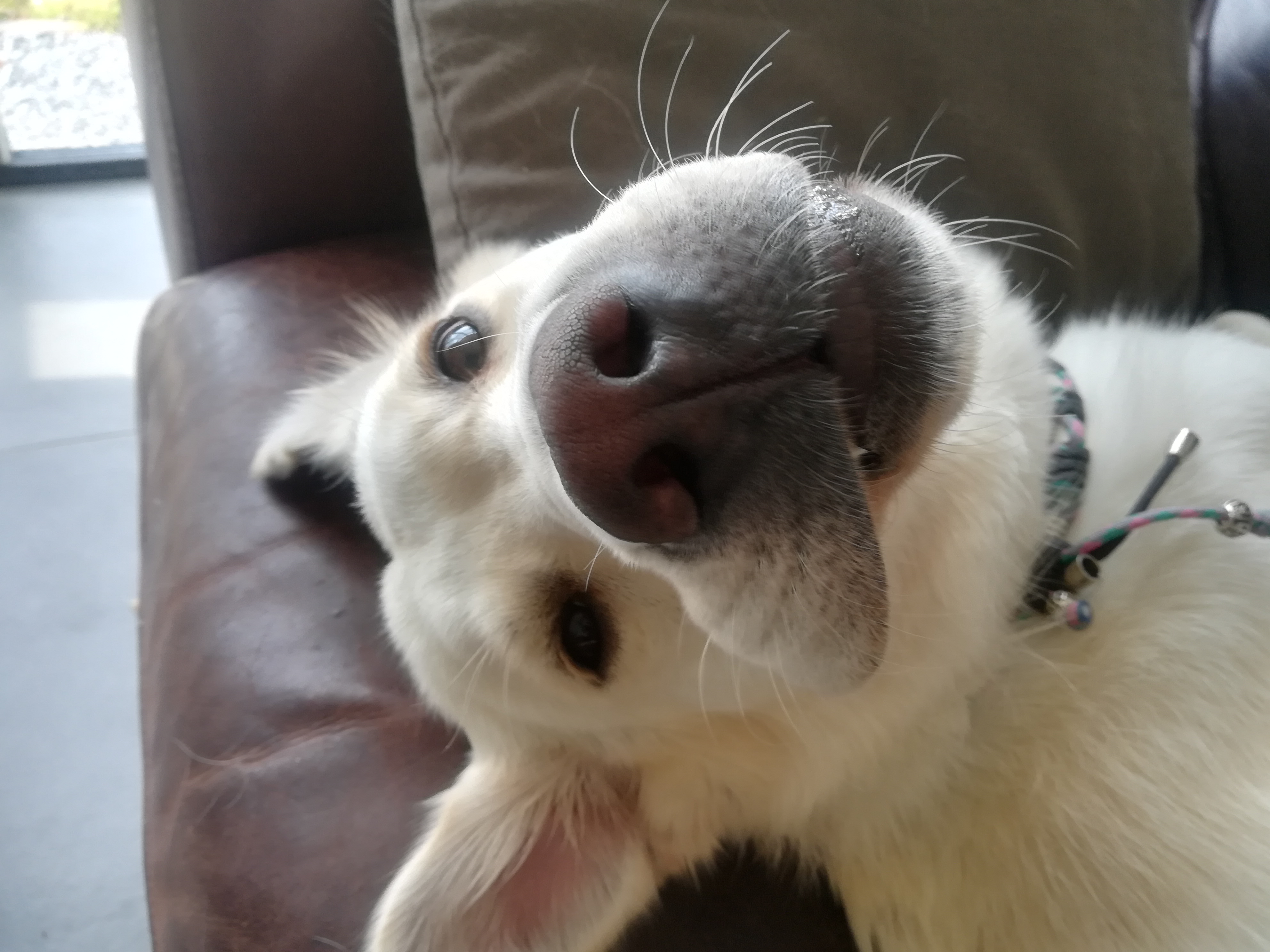 Foto van een witte labrador